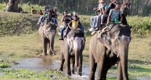 atraksi wisata menunggang gajah