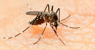 Virus zika tidak menyebabkan travel warning